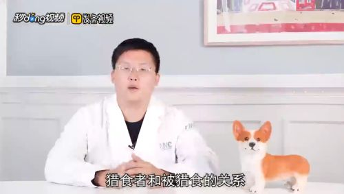 豬鼻龜能跟哪種龜混養：豬鼻龜與其他龜類混養需要注意什么，豬鼻龜混養需要注意什么