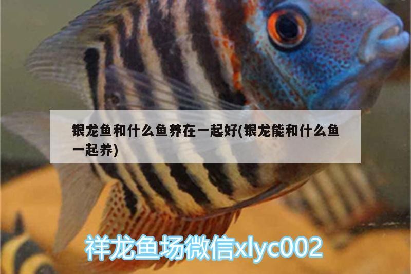 銀龍魚和什么魚養在一起好(銀龍能和什么魚一起養)