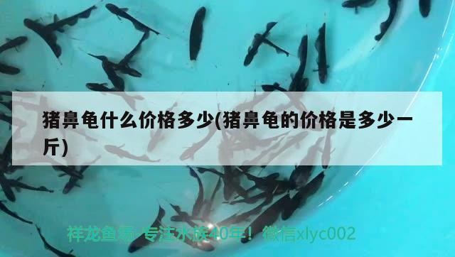 豬鼻龜什么價格多少(豬鼻龜的價格是多少一斤) 豬鼻龜什么價格多少(豬鼻龜的價格是多少一斤) 豬鼻龜百科
