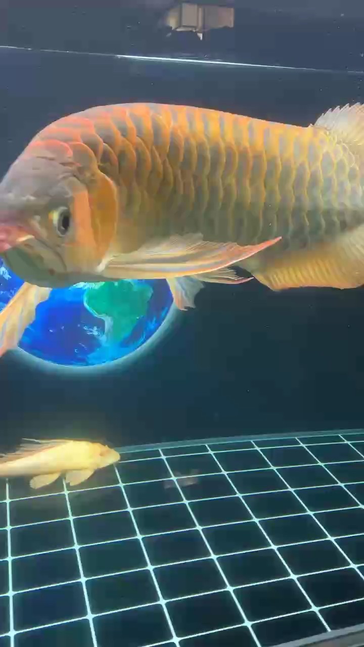 2根6700頂燈，第十天
