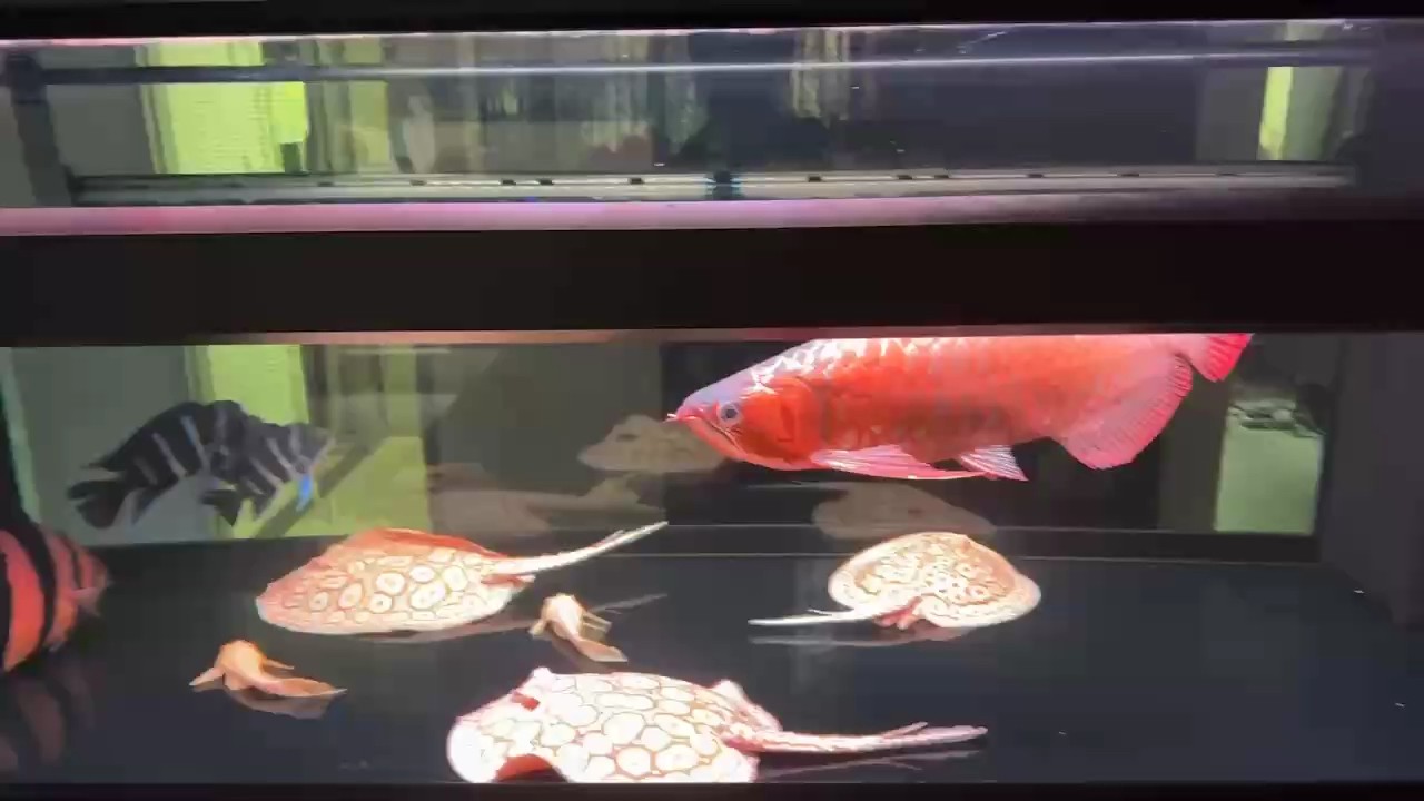 開始烤魚模式。