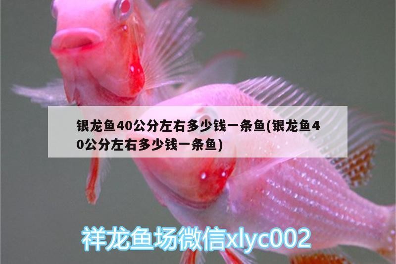 銀龍魚(yú)40公分左右多少錢一條魚(yú)(銀龍魚(yú)40公分左右多少錢一條魚(yú))