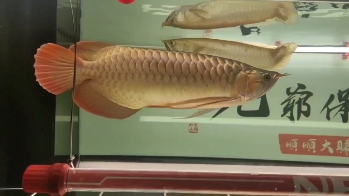 紅龍打卡分享 紅龍打卡分享 龍魚(yú)論壇