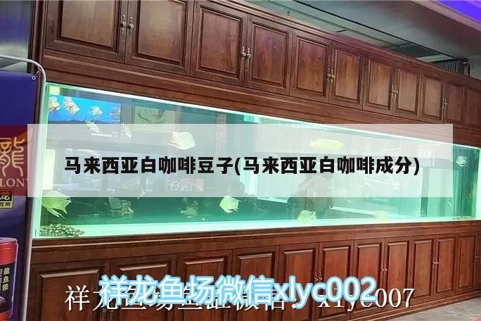 馬來西亞白咖啡豆子(馬來西亞白咖啡成分) 馬來西亞白咖啡豆子(馬來西亞白咖啡成分) 馬來西亞咖啡