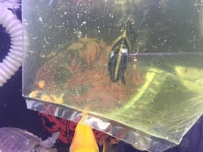 兩只小虎魚打架怎么辦：兩只小虎魚打架怎么辦，兩只小虎魚打架的解決方案