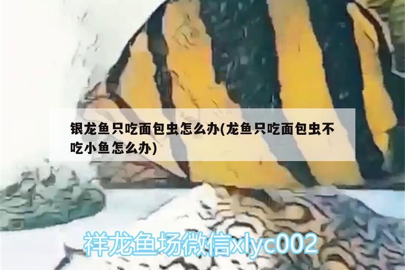 銀龍魚只吃面包蟲怎么辦(龍魚只吃面包蟲不吃小魚怎么辦)