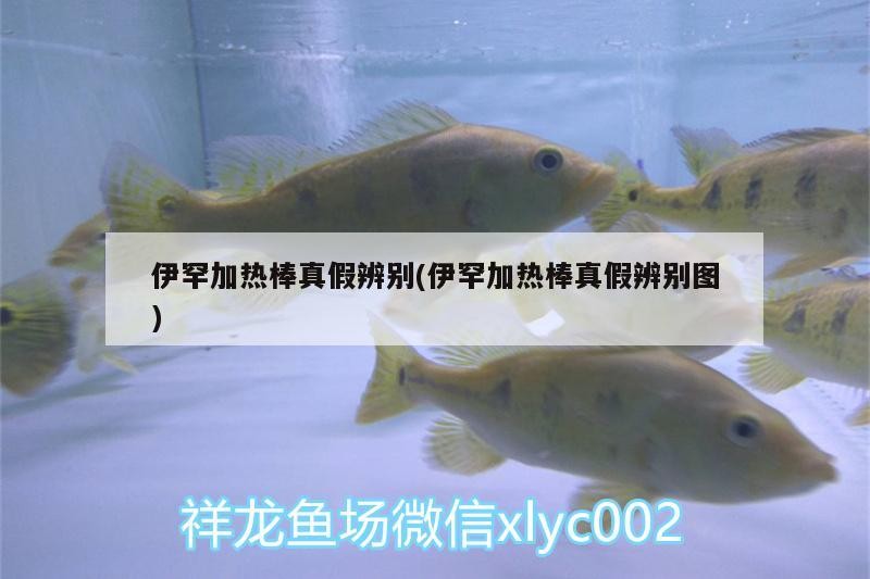 伊罕加熱棒真假辨別(伊罕加熱棒真假辨別圖) 伊罕加熱棒真假辨別(伊罕加熱棒真假辨別圖) 伊罕水族