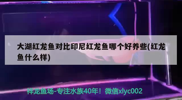 古典藍底過背金龍魚能長多大（藍底過背16公分金龍魚飼養技巧）