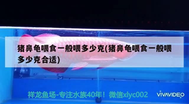 豬鼻龜喂食一般喂多少克(豬鼻龜喂食一般喂多少克合適) 豬鼻龜喂食一般喂多少克(豬鼻龜喂食一般喂多少克合適) 豬鼻龜百科