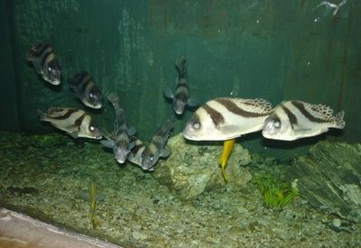 大慶水族館vs祥龍魚場（大慶水族館和祥龍魚場是與水族相關的場所，但它們之間存在顯著的區別）