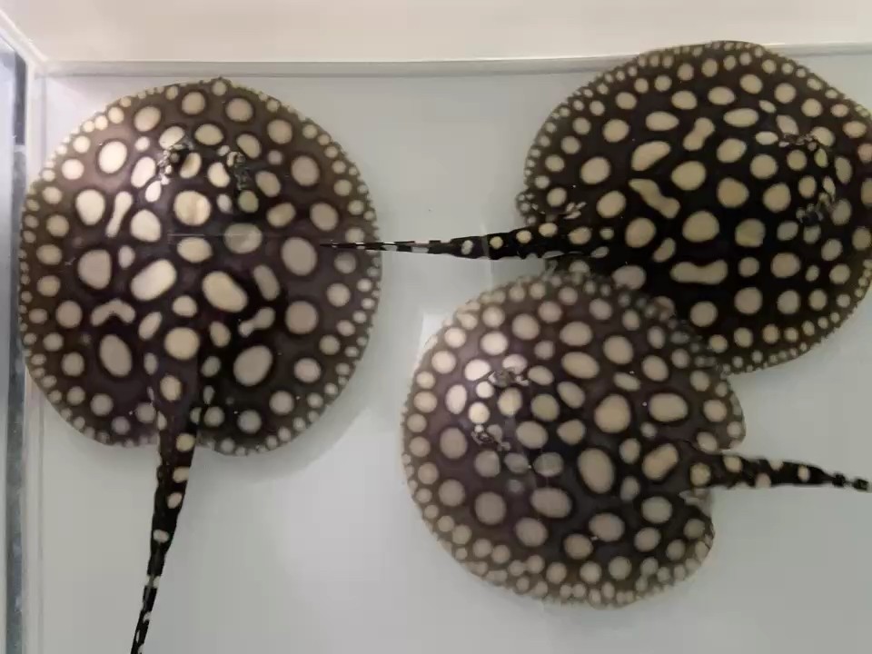 慢慢爬，緩緩進(jìn)；向優(yōu)秀前行！ 慢慢爬，緩緩進(jìn)；向優(yōu)秀前行！ 龍魚(yú)論壇