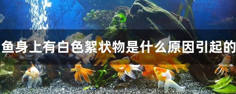 汶川溫欣觀賞魚銷售店 汶川溫欣觀賞魚銷售店 全國水族館企業名錄 第2張