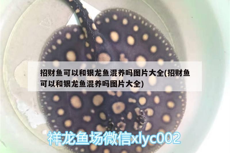 招財(cái)魚可以和銀龍魚混養(yǎng)嗎圖片大全(招財(cái)魚可以和銀龍魚混養(yǎng)嗎圖片大全)
