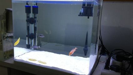 60的魚缸養多少斑馬魚：60厘米的魚缸適合養多少斑馬魚