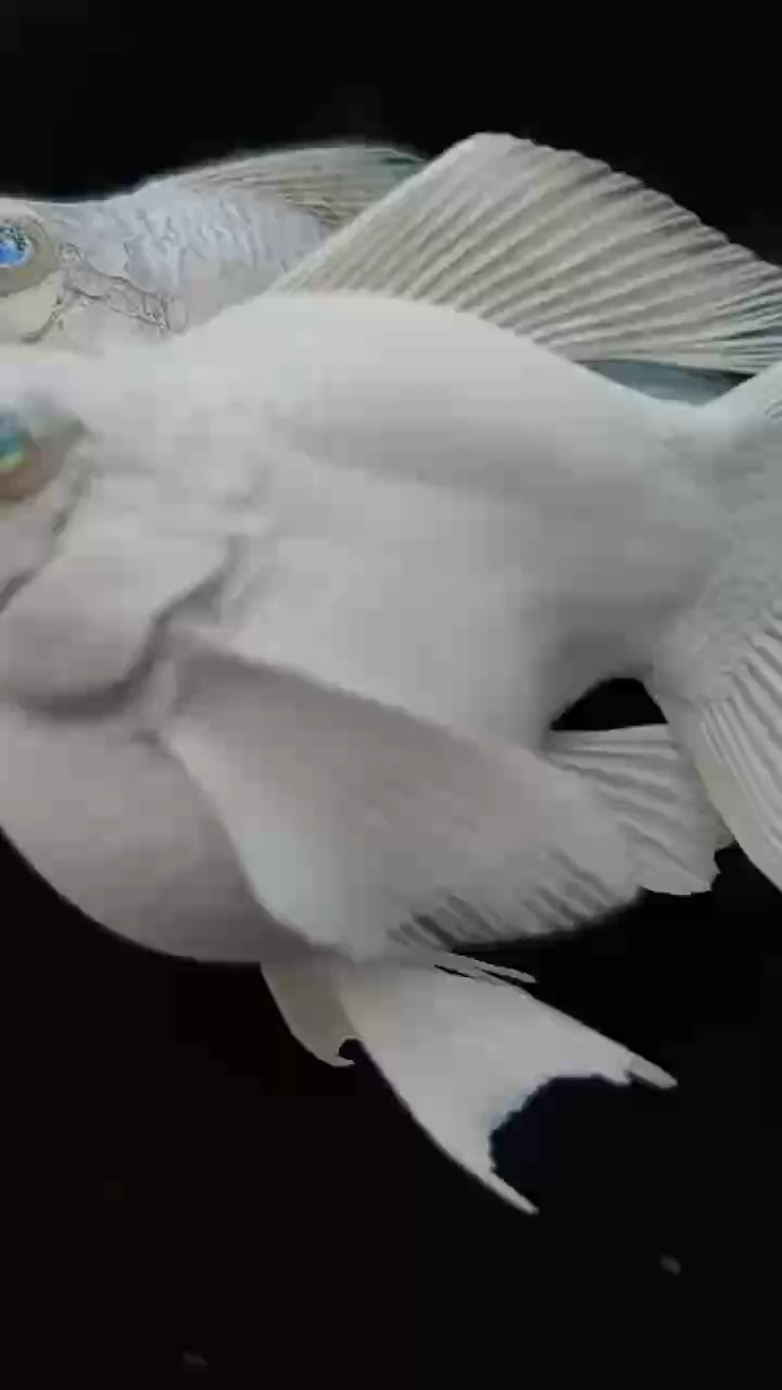 魚缸用增氧泵價格是多少:魚缸增氧機-xtrac增氧機-xtrac增氧機 漂亮的球體瑪麗魚 龍魚論壇 漂亮的球體瑪麗魚 漂亮的球體瑪麗魚 龍魚論壇