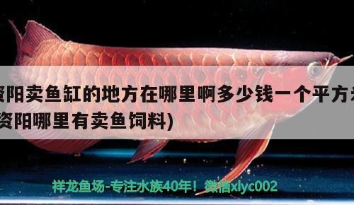 資陽賣魚缸的地方在哪里啊多少錢一個平方米(資陽哪里有賣魚飼料)