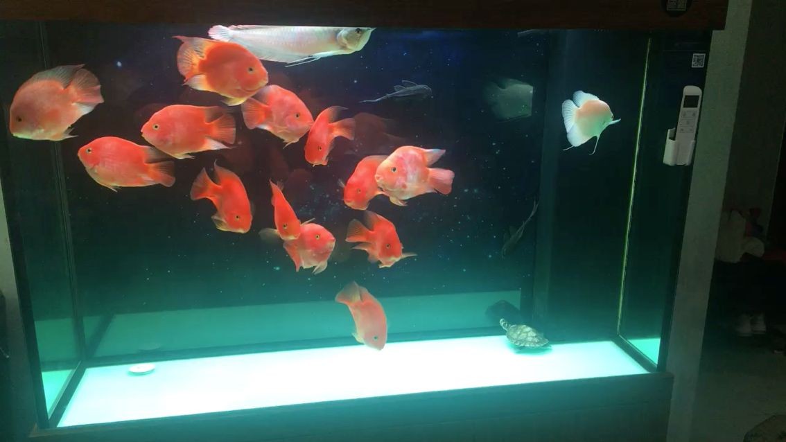連山區(qū)興工街聚潤精品錦鯉店