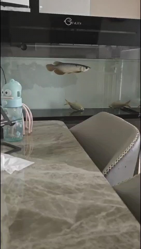 新魚到家，記錄一下 新魚到家，記錄一下 龍魚論壇