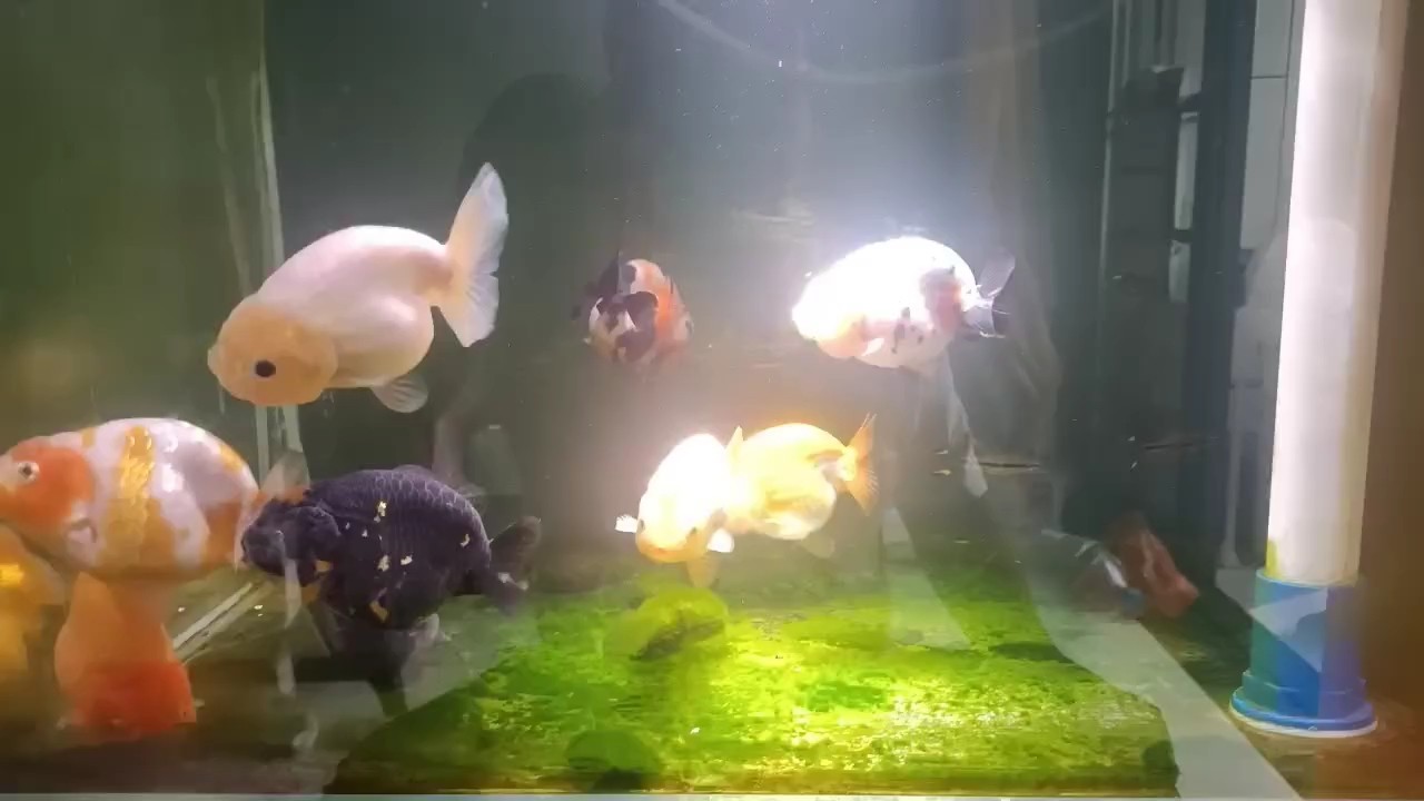 養豬場 養豬場 龍魚論壇