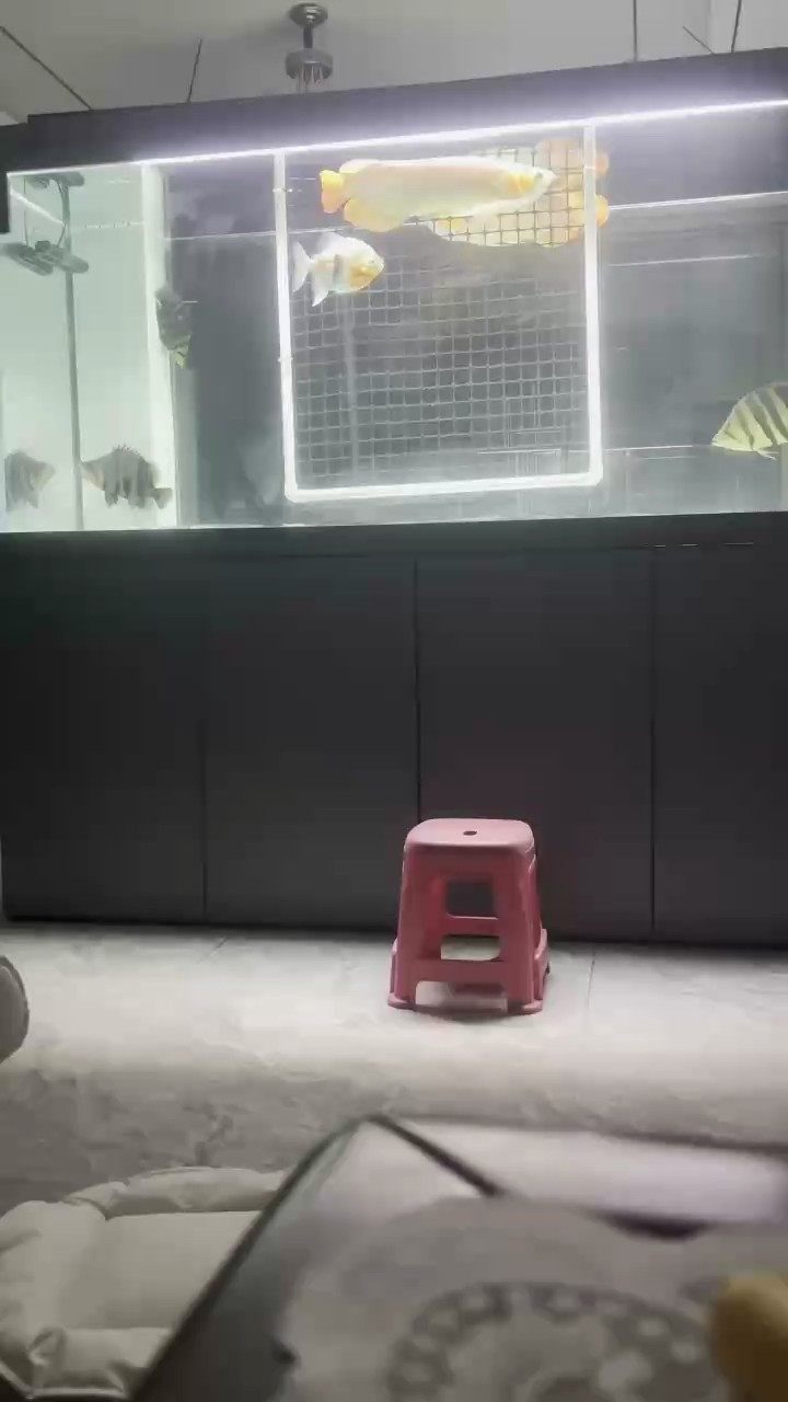 魚缸過濾器選購指南:自制魚缸過濾器魚缸上置過濾器對于養(yǎng)魚愛好者的必備知識 混養(yǎng)30天 龍魚論壇 混養(yǎng)30天 混養(yǎng)30天 龍魚論壇