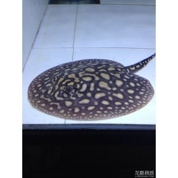 黑金魟魚是黑色的嗎：黑金魟魚是一種淡水觀賞魚，黑金魟魚是黑色的嗎