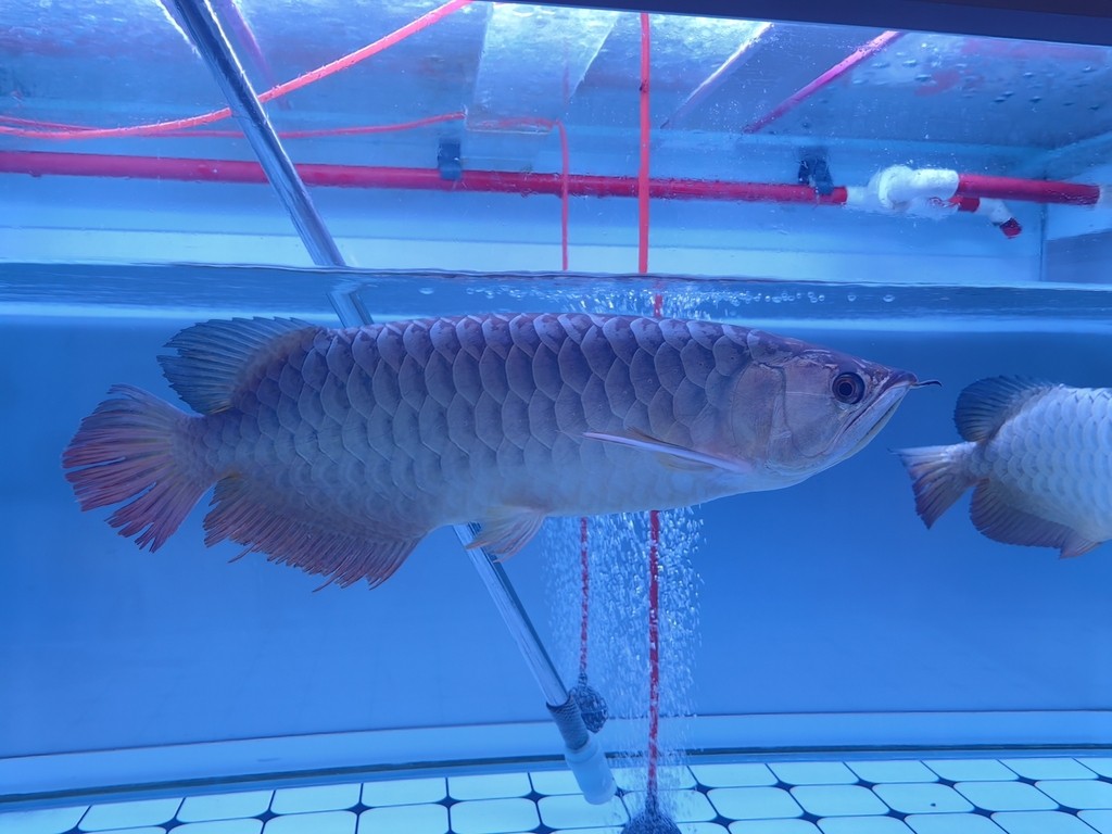 龍巔圈選金龍7平安，到家1年100天狀態(tài)，被打的恢復(fù)了一點點