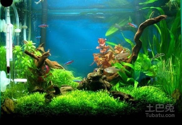 60厘米魚缸造景多少錢一平：60厘米魚缸造景價格在80-200元之間的價格