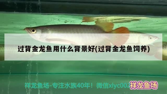 過(guò)背金龍魚(yú)用什么背景好(過(guò)背金龍魚(yú)飼養(yǎng))