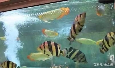 養虎魚好玩嗎：養虎魚好玩嗎，養虎魚需要注意哪些技巧和知識和技能