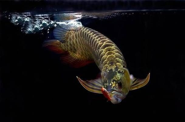 龍魚食物有哪些vs祥龍魚場：龍魚飼養(yǎng)注意事項祥龍魚場口碑評價龍魚飼養(yǎng)注意事項 龍魚食物有哪些vs祥龍魚場：龍魚飼養(yǎng)注意事項祥龍魚場口碑評價龍魚飼養(yǎng)注意事項 vs祥龍魚場 第5張
