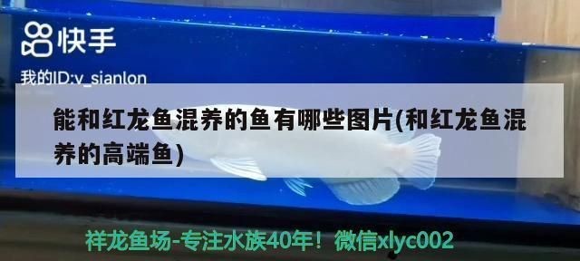 能和紅龍魚混養的魚有哪些：紅龍魚混養的日常管理，紅龍魚混養的飼料選擇