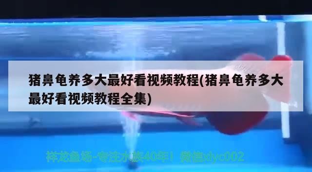 豬鼻龜養多大最好看視頻教程(豬鼻龜養多大最好看視頻教程全集)