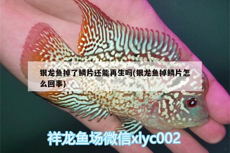 銀龍魚掉了鱗片還能再生嗎(銀龍魚掉鱗片怎么回事) 銀龍魚掉了鱗片還能再生嗎(銀龍魚掉鱗片怎么回事) 銀龍魚百科