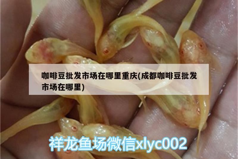 魚缸過濾器選購指南:自制魚缸過濾器魚缸上置過濾器對于養魚愛好者的必備知識 咖啡豆批發市場在哪里重慶(成都咖啡豆批發市場在哪里) 馬來西亞咖啡 咖啡豆批發市場在哪里重慶(成都咖啡豆批發市場在哪里) 咖啡豆批發市場在哪里重慶(成都咖啡豆批發市場在哪里) 馬來西亞咖啡