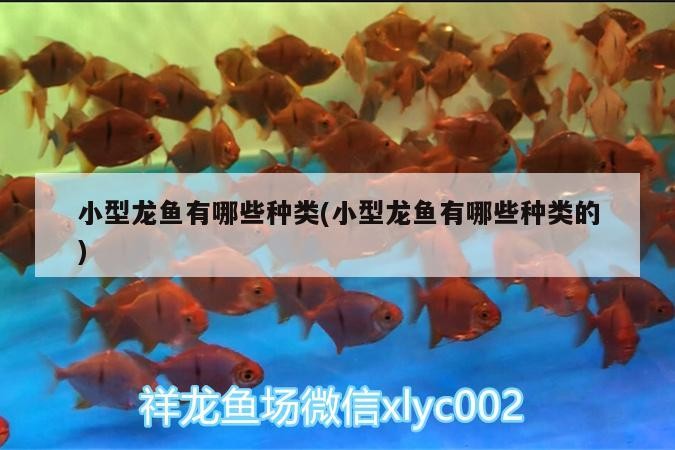 小型龍魚有哪些種類(小型龍魚有哪些種類的)
