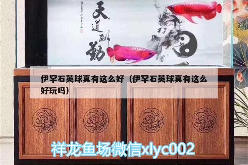 我的虎魚真菌感染了要怎么處理 伊罕石英球真有這么好(伊罕石英球真有這么好玩嗎) 伊罕水族 伊罕石英球真有這么好(伊罕石英球真有這么好玩嗎) 伊罕石英球真有這么好(伊罕石英球真有這么好玩嗎) 伊罕水族