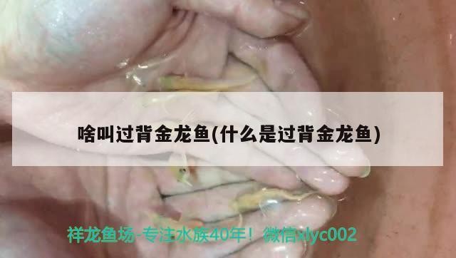 成吉思汗鯊魚和成吉思汗鯊魚跟藍(lán)鯊的區(qū)別,思汗鯊魚與藍(lán)鯊的區(qū)別 觀賞魚百科 第1張 成吉思汗鯊魚和成吉思汗鯊魚跟藍(lán)鯊的區(qū)別,思汗鯊魚與藍(lán)鯊的區(qū)別 成吉思汗鯊魚和成吉思汗鯊魚跟藍(lán)鯊的區(qū)別,思汗鯊魚與藍(lán)鯊的區(qū)別 觀賞魚百科 第1張