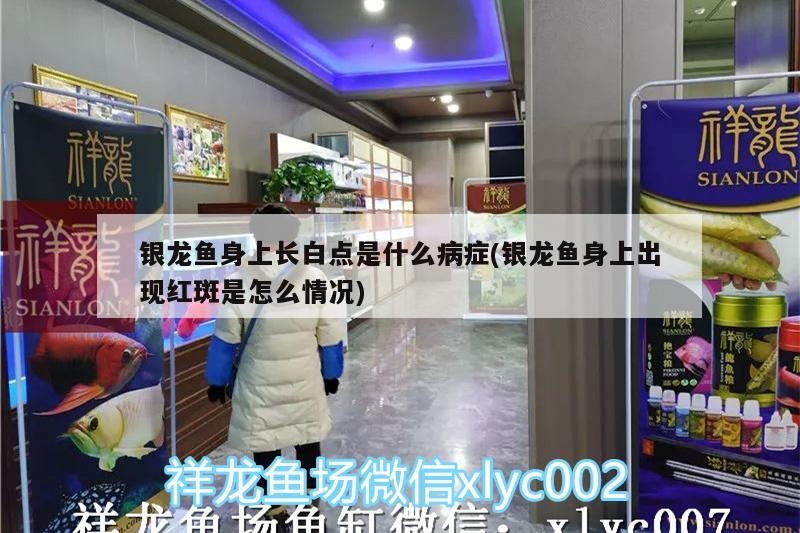 銀龍魚身上長(zhǎng)白點(diǎn)是什么病癥(銀龍魚身上出現(xiàn)紅斑是怎么情況) 銀龍魚身上長(zhǎng)白點(diǎn)是什么病癥(銀龍魚身上出現(xiàn)紅斑是怎么情況) 銀龍魚百科