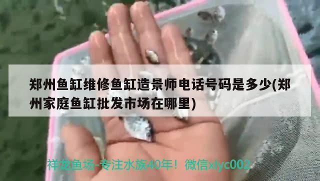 鄭州魚缸維修魚缸造景師電話號碼是多少(鄭州家庭魚缸批發市場在哪里)