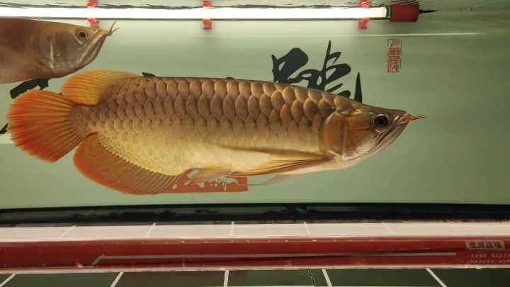 側(cè)燈10天，繼續(xù)刷刷刷