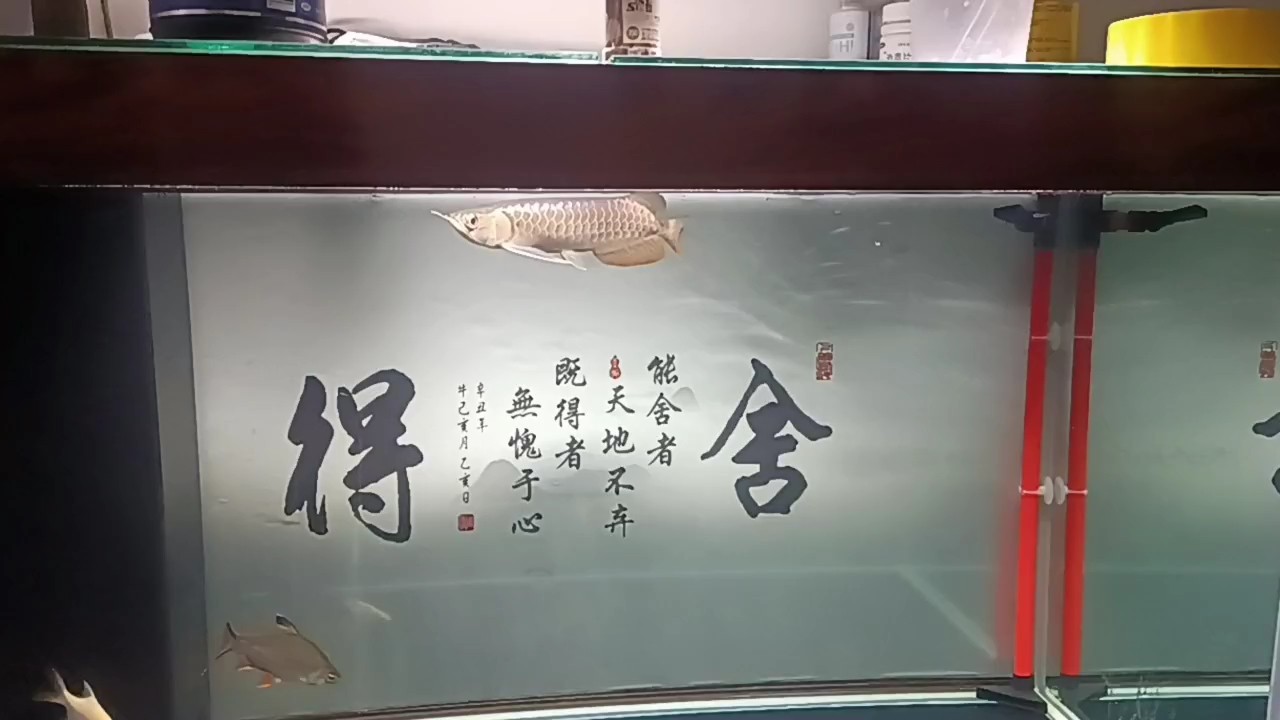 小金到家25天 小金到家25天 龍魚論壇