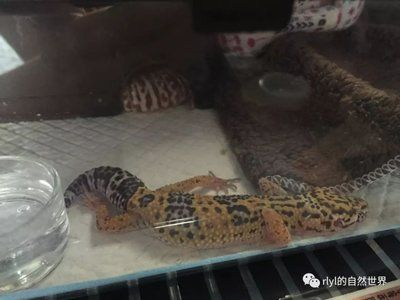 小虎魚眼睛發白什么原因：小虎魚眼睛發白可能是由于以下幾種情況應對措施進行應對