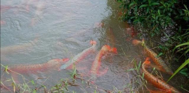 紅龍魚吃什么小魚好養殖 紅龍魚吃什么小魚好養殖 龍魚百科 第2張