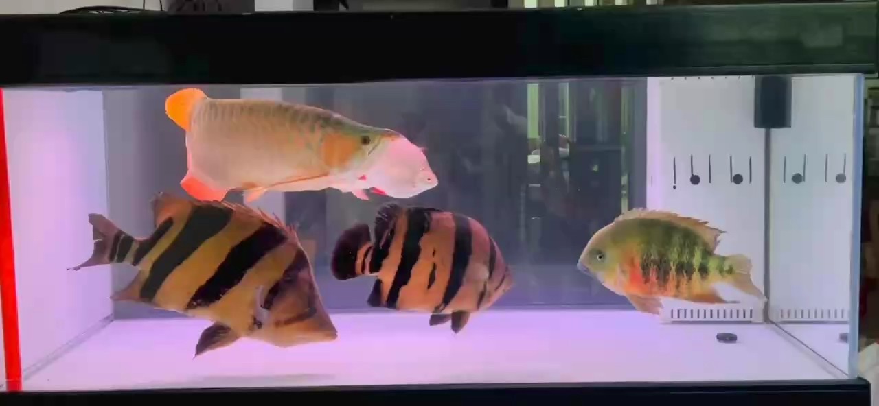 夜，魚，茶！ 夜，魚，茶！ 龍魚論壇