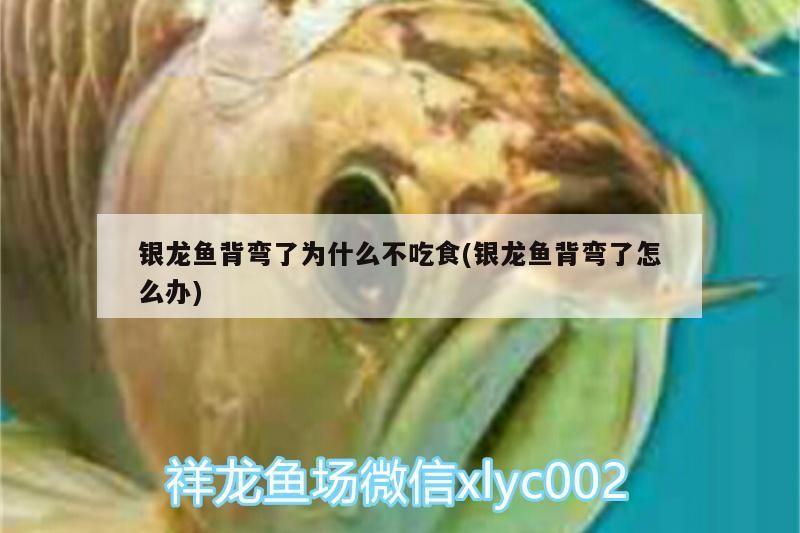 銀龍魚背彎了為什么不吃食(銀龍魚背彎了怎么辦) 銀龍魚背彎了為什么不吃食(銀龍魚背彎了怎么辦) 銀龍魚百科