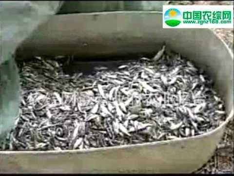 黑缸能養(yǎng)魟魚嗎：黑缸能養(yǎng)魟魚嗎，