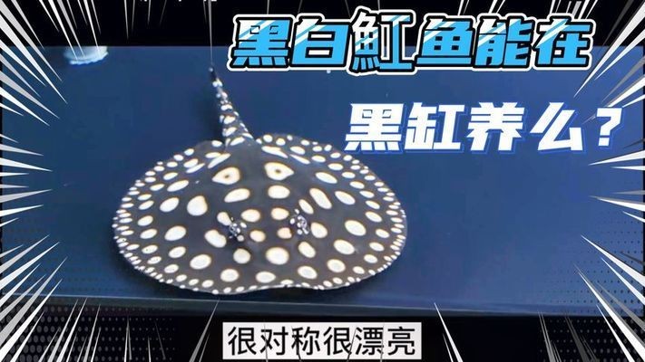黑缸能養(yǎng)魟魚嗎：黑缸能養(yǎng)魟魚嗎，