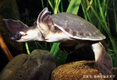 豬鼻龜是哪里的：豬鼻龜?shù)娘曫B(yǎng)技巧