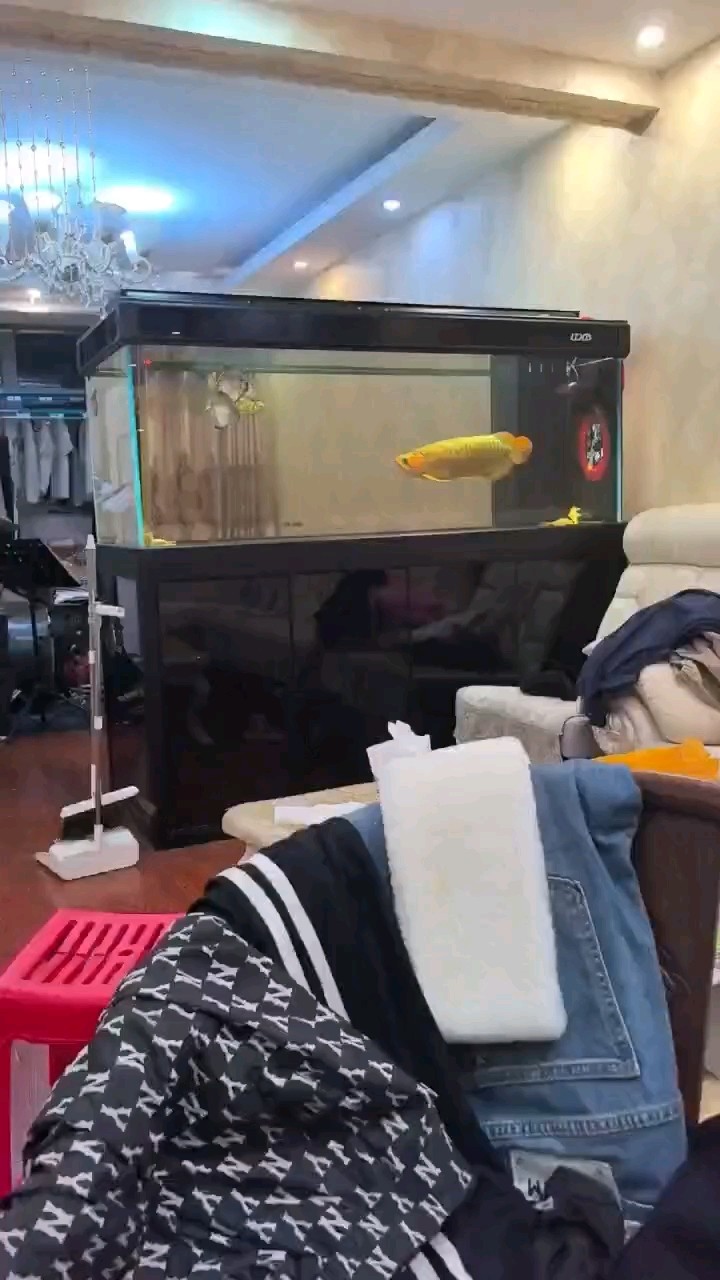 換了缸以后就沒好好的吃過，就是想吃林蛙甲魚 換了缸以后就沒好好的吃過，就是想吃林蛙甲魚 龍魚論壇