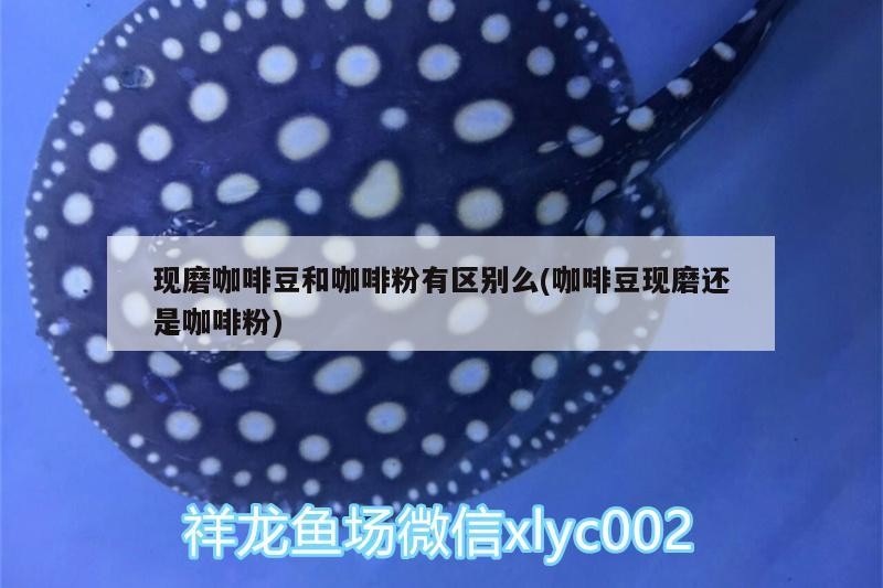現磨咖啡豆和咖啡粉有區別么(咖啡豆現磨還是咖啡粉)
